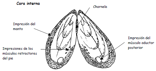Punquei Biolog a Y CTM Disecci n Del Mejill n punquei-biolog-a-y-ctm-disecci-n-del-mejill-n